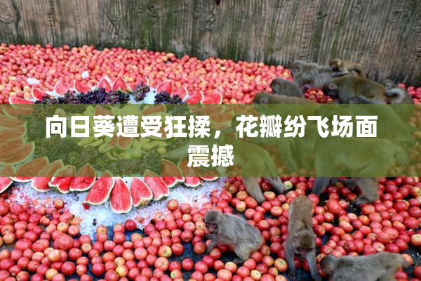 向日葵遭受狂揉，花瓣纷飞场面震撼