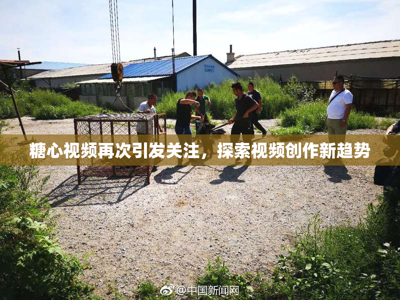 糖心视频再次引发关注，探索视频创作新趋势