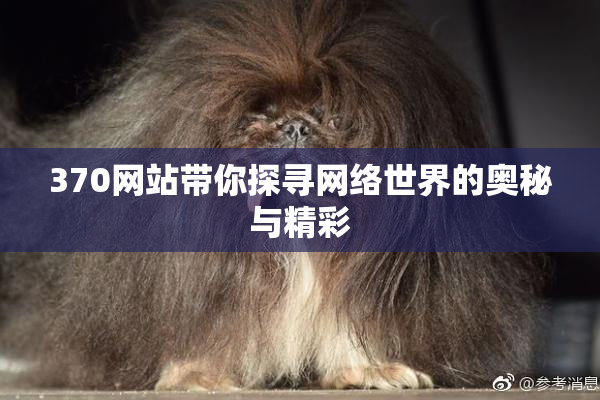 370网站带你探寻网络世界的奥秘与精彩
