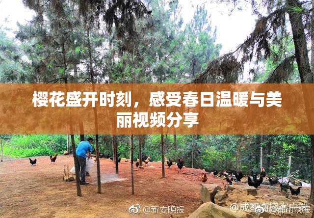 樱花盛开时刻，感受春日温暖与美丽视频分享
