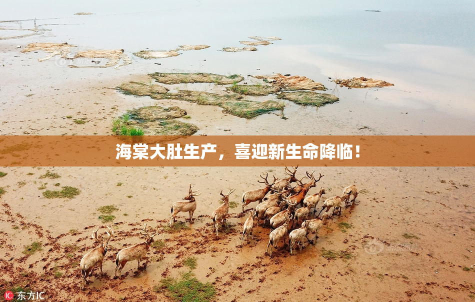 海棠大肚生产，喜迎新生命降临！