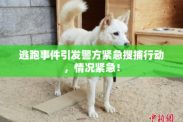 逃跑事件引发警方紧急搜捕行动，情况紧急！