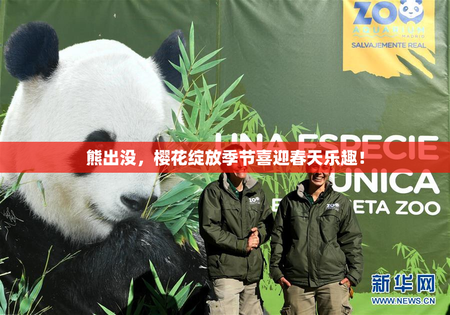 熊出没，樱花绽放季节喜迎春天乐趣！