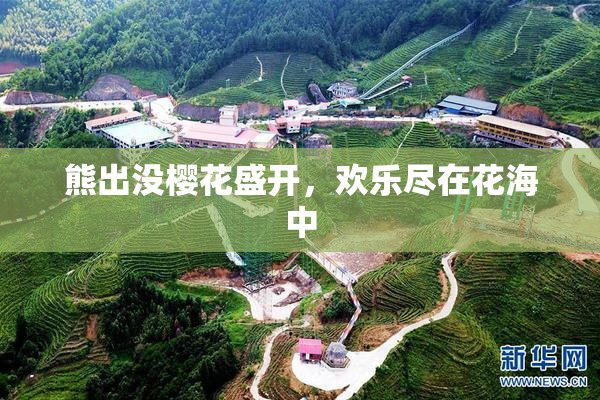 熊出没樱花盛开，欢乐尽在花海中