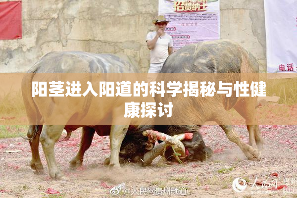 阳茎进入阳道的科学揭秘与性健康探讨