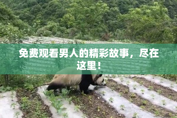 免费观看男人的精彩故事，尽在这里！