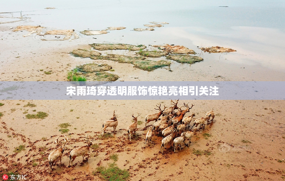 宋雨琦穿透明服饰惊艳亮相引关注