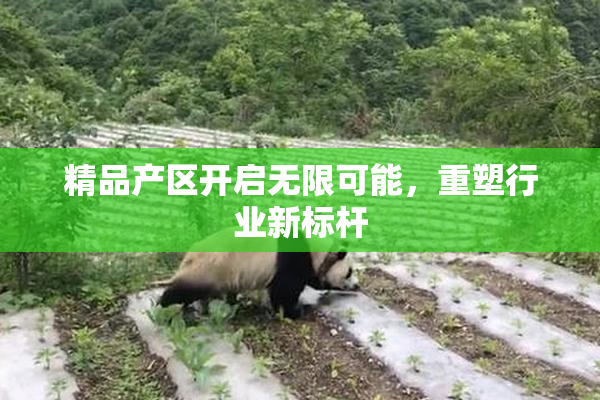 精品产区开启无限可能，重塑行业新标杆