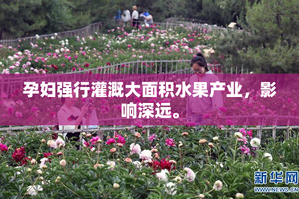 孕妇强行灌溉大面积水果产业，影响深远。
