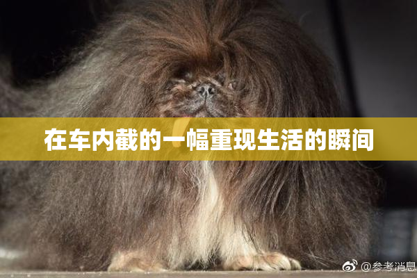 在车内截的一幅重现生活的瞬间