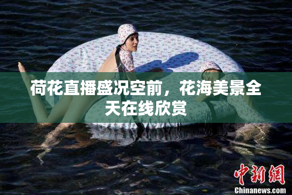 荷花直播盛况空前，花海美景全天在线欣赏