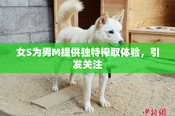 女S为男M提供独特榨取体验，引发关注