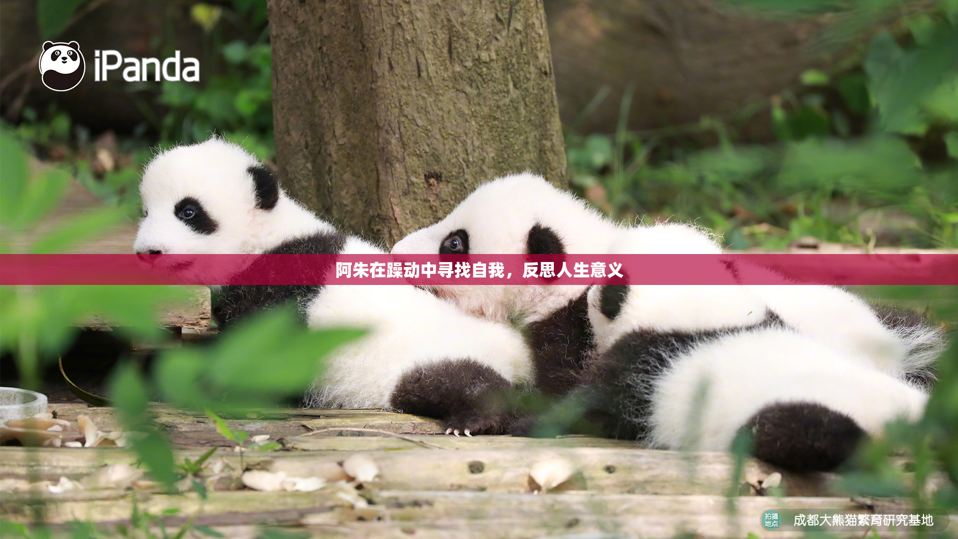 阿朱在躁动中寻找自我，反思人生意义