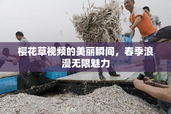 樱花草视频的美丽瞬间，春季浪漫无限魅力
