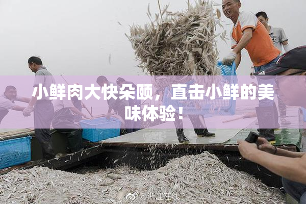 小鲜肉大快朵颐，直击小鲜的美味体验！