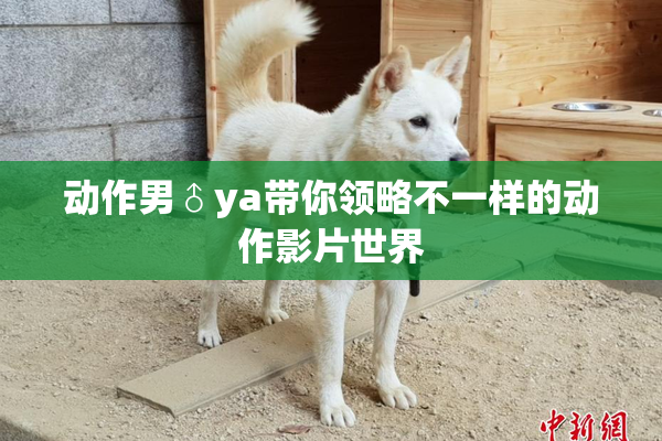 动作男♂ya带你领略不一样的动作影片世界