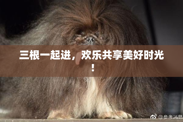 三根一起进，欢乐共享美好时光！
