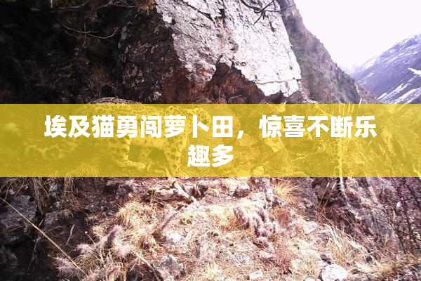 埃及猫勇闯萝卜田，惊喜不断乐趣多