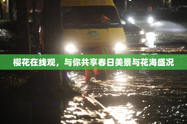 樱花在线观，与你共享春日美景与花海盛况