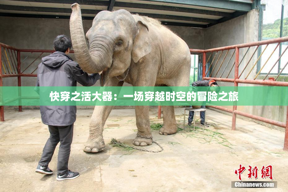 快穿之活大器：一场穿越时空的冒险之旅