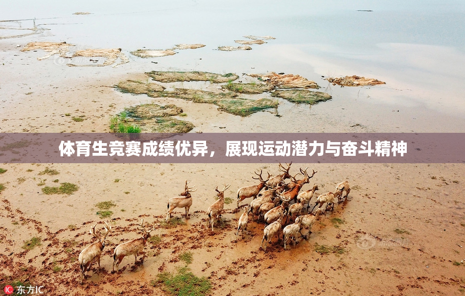 体育生竞赛成绩优异，展现运动潜力与奋斗精神