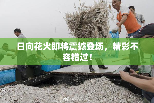 日向花火即将震撼登场，精彩不容错过！