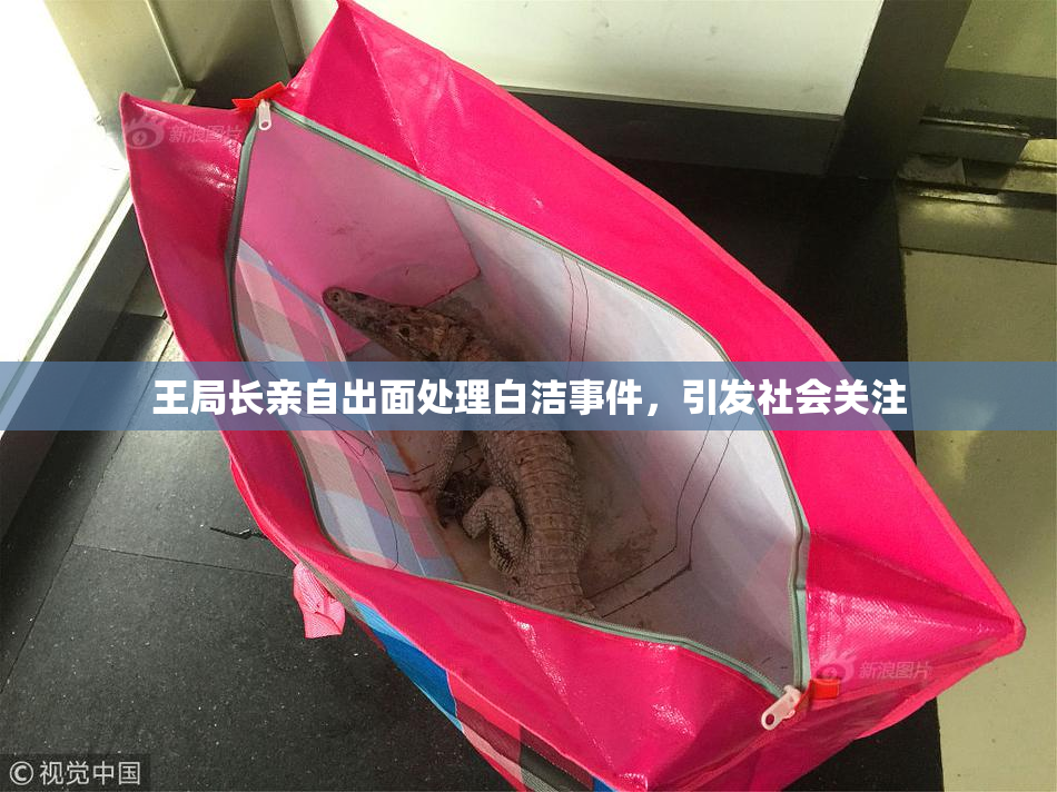 王局长亲自出面处理白洁事件，引发社会关注
