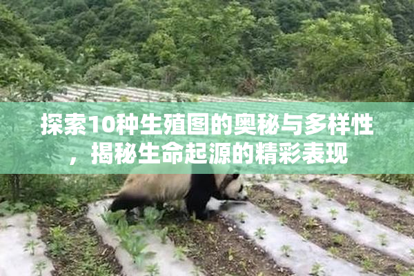 探索10种生殖图的奥秘与多样性，揭秘生命起源的精彩表现