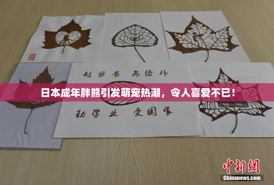 日本成年胖熊引发萌宠热潮，令人喜爱不已！
