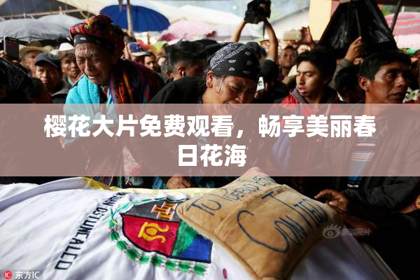 樱花大片免费观看，畅享美丽春日花海