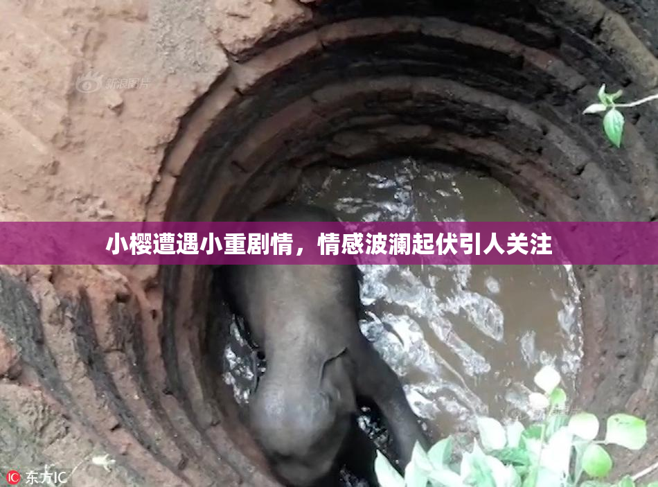 小樱遭遇小重剧情，情感波澜起伏引人关注