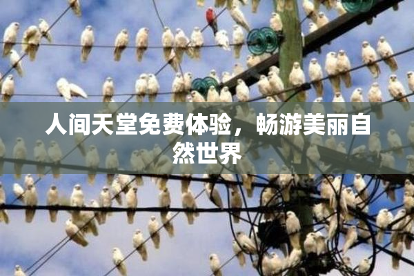 人间天堂免费体验，畅游美丽自然世界