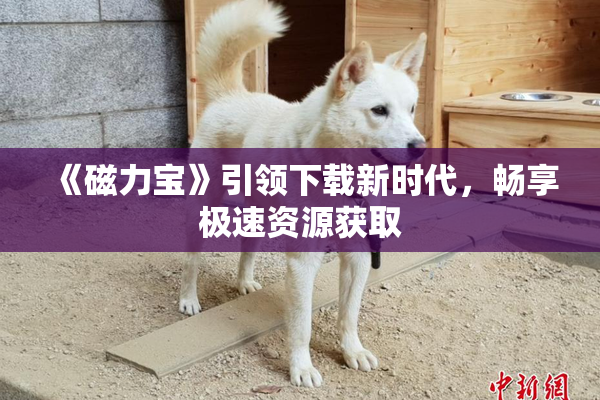 《磁力宝》引领下载新时代，畅享极速资源获取