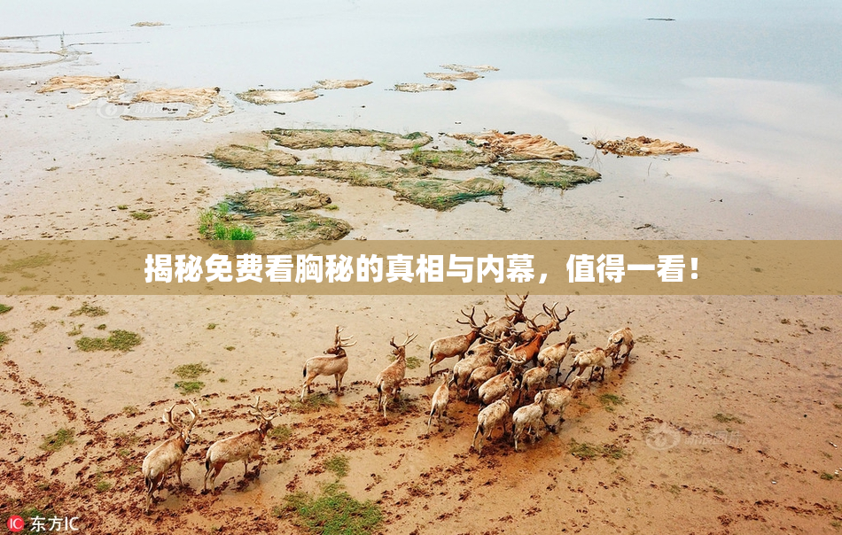 揭秘免费看胸秘的真相与内幕，值得一看！