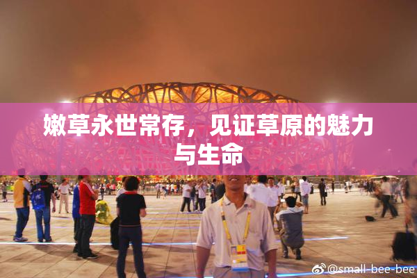 嫩草永世常存，见证草原的魅力与生命