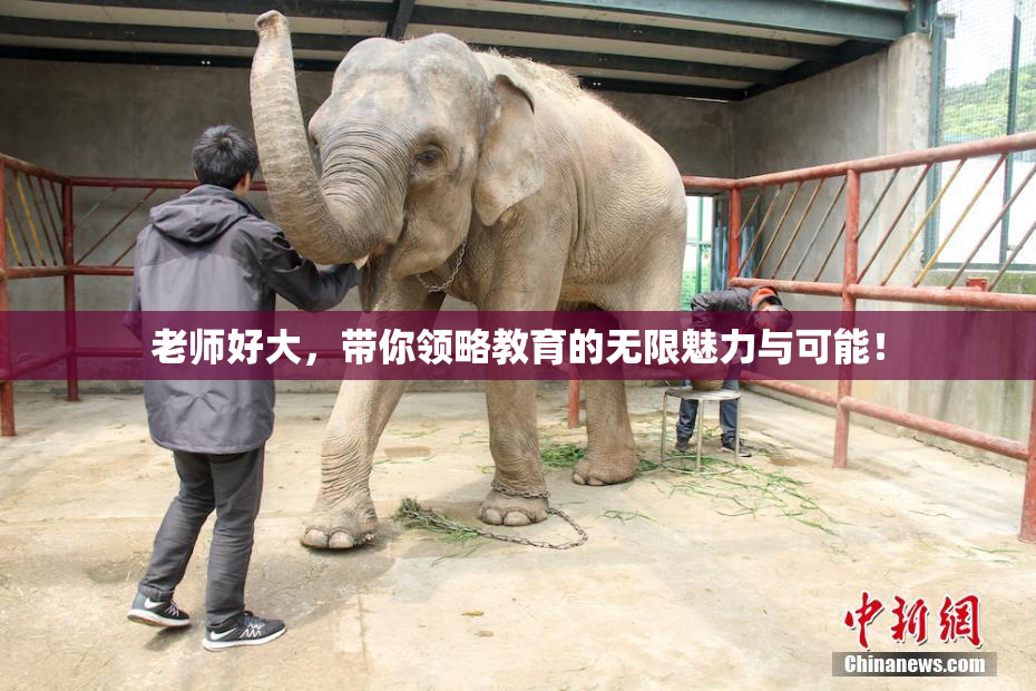 老师好大，带你领略教育的无限魅力与可能！