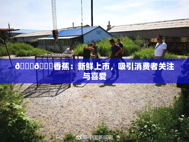 🔞🔞香蕉：新鲜上市，吸引消费者关注与喜爱
