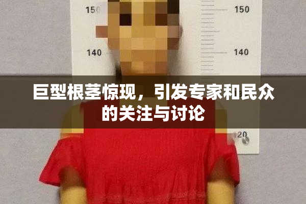 巨型根茎惊现，引发专家和民众的关注与讨论
