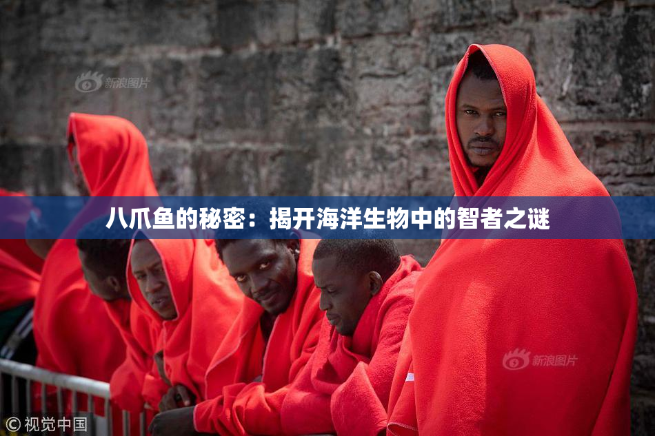 八爪鱼的秘密：揭开海洋生物中的智者之谜