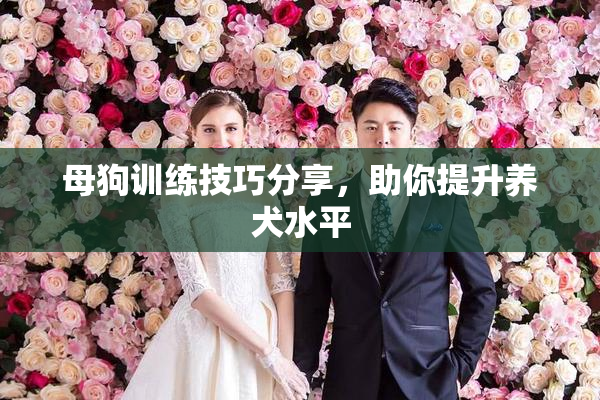 母狗训练技巧分享，助你提升养犬水平