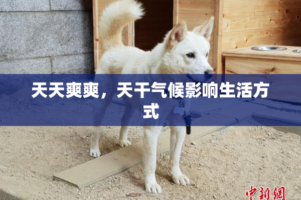 天天爽爽，天干气候影响生活方式