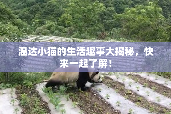 温达小猫的生活趣事大揭秘，快来一起了解！