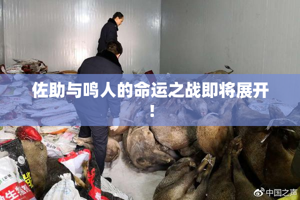 佐助与鸣人的命运之战即将展开！