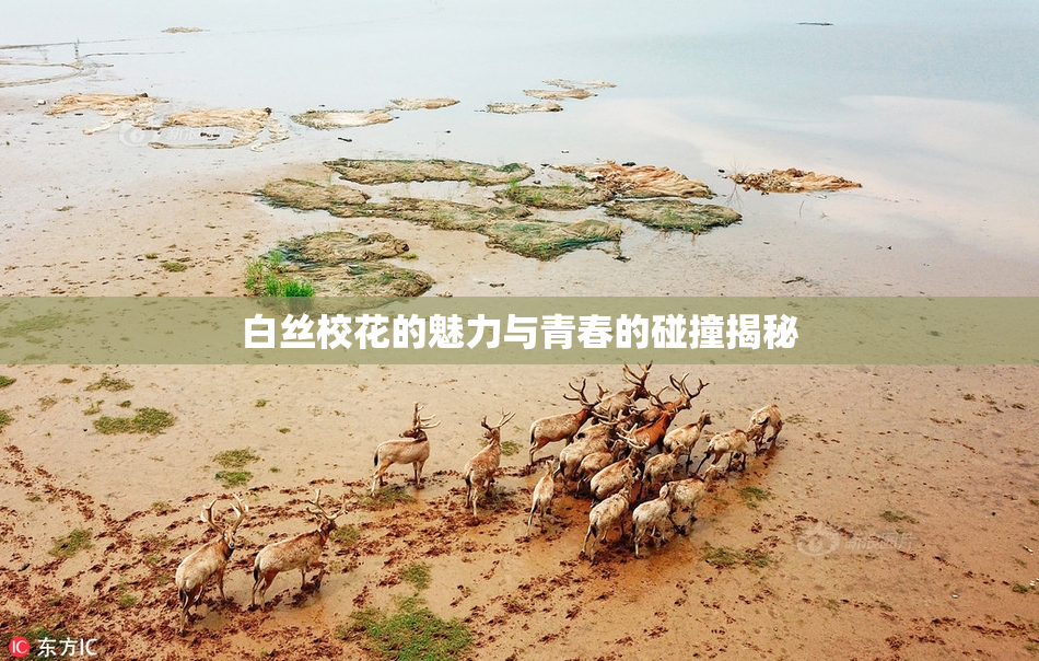 白丝校花的魅力与青春的碰撞揭秘