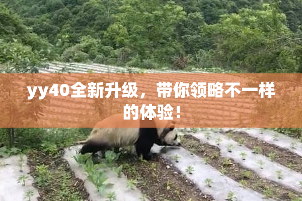yy40全新升级，带你领略不一样的体验！
