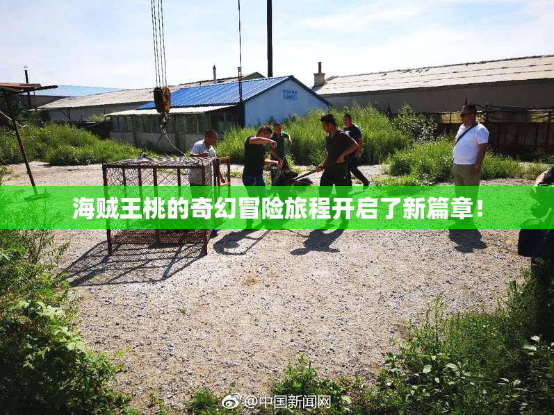 海贼王桃的奇幻冒险旅程开启了新篇章！