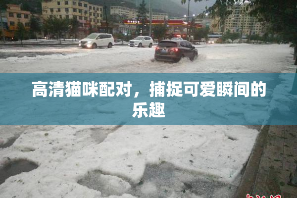 高清猫咪配对，捕捉可爱瞬间的乐趣