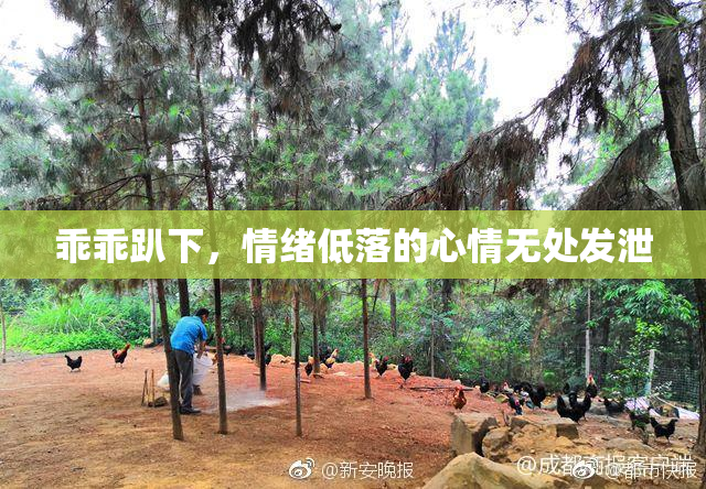 乖乖趴下，情绪低落的心情无处发泄