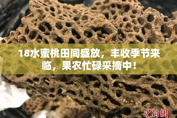 18水蜜桃田间盛放，丰收季节来临，果农忙碌采摘中！