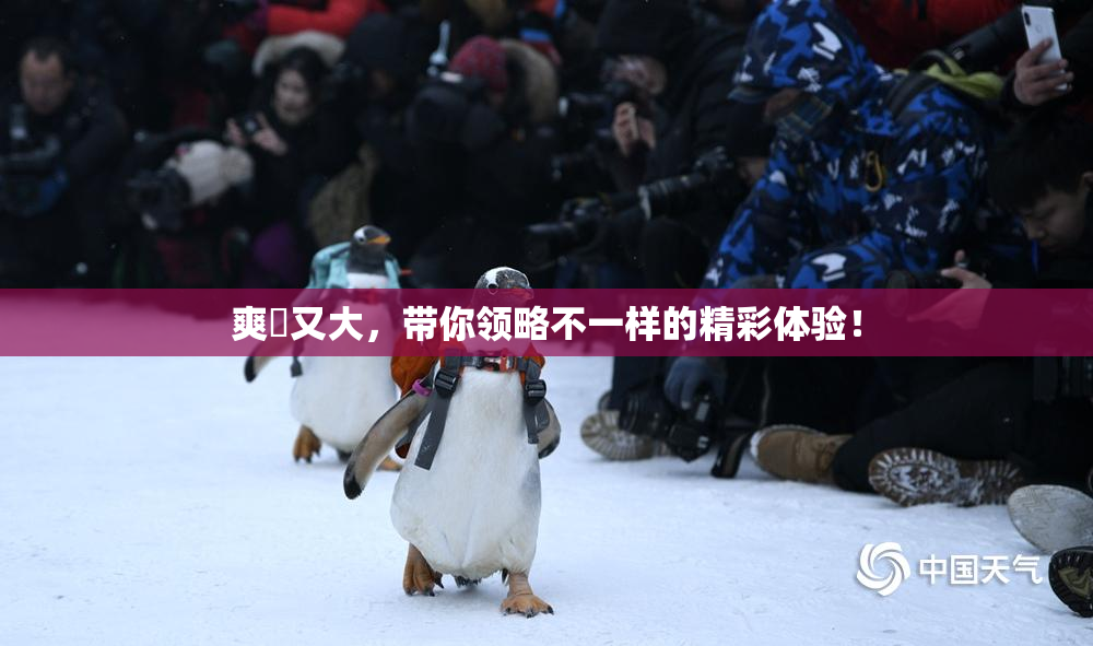 爽擼又大，带你领略不一样的精彩体验！